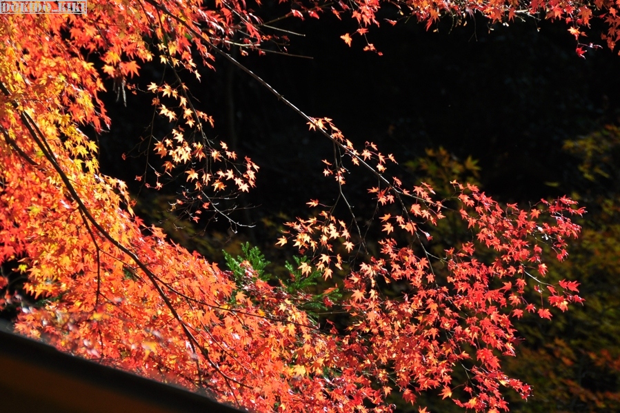 c0220084_2292789.jpg