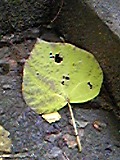 e0182926_144197.jpg