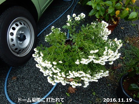 e0033229_17355969.jpg