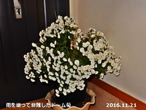 e0033229_17375080.jpg
