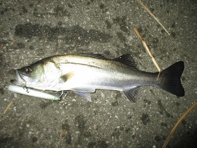 f0321433_21210285.jpg