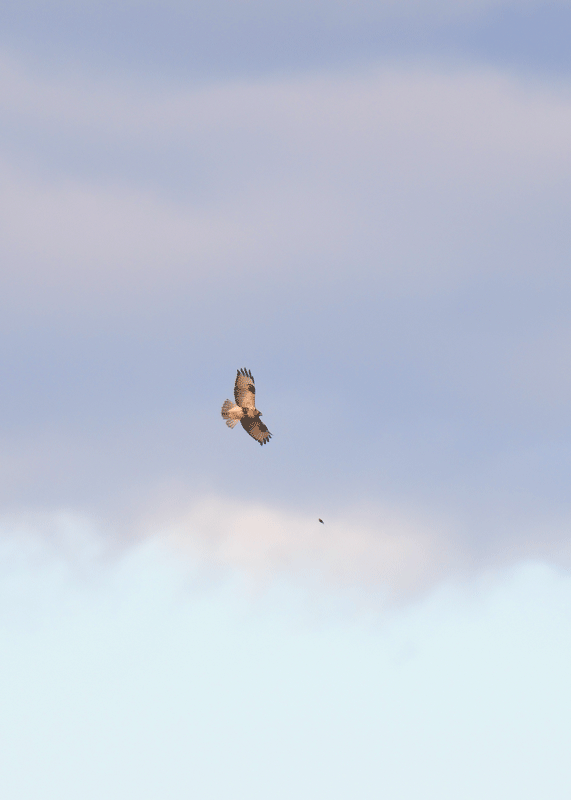 d0290240_15125039.gif
