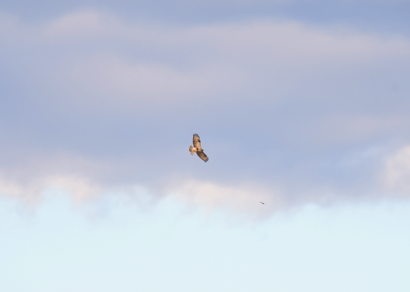 d0290240_15125965.gif