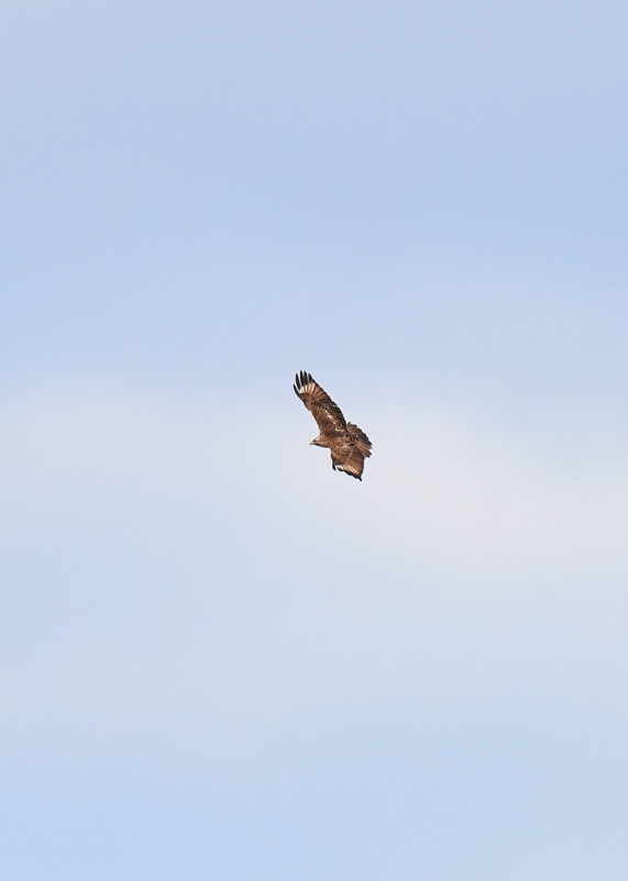 d0290240_15133715.gif