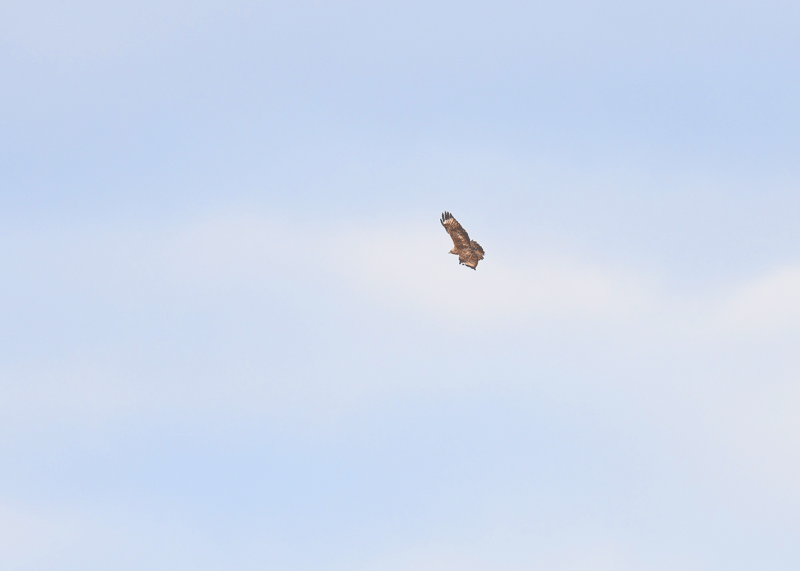 d0290240_15134868.gif