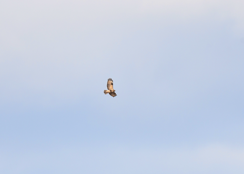 d0290240_15143631.gif