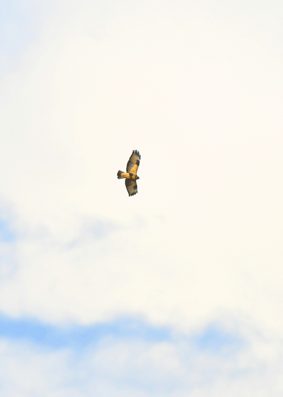 d0290240_15144708.gif