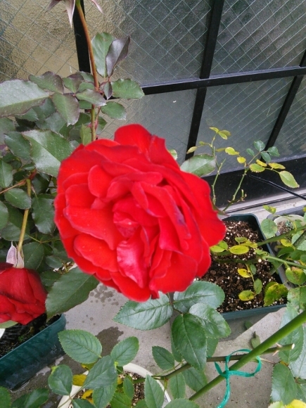 b0307008_20125520.jpg