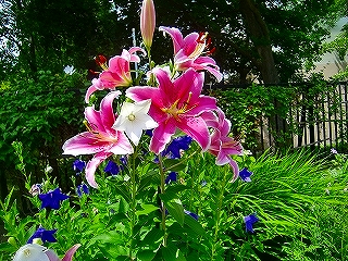 c0123031_1835014.jpg