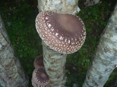 b0246036_15363964.jpg