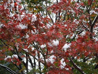 a0163738_141891.jpg