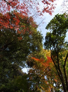 b0080342_11475770.jpg