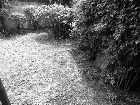 e0082045_16572798.jpg