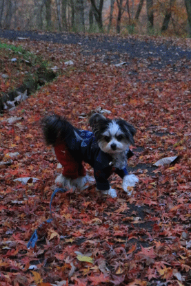 c0145250_10584450.gif