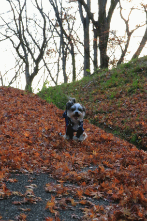 c0145250_10590470.gif
