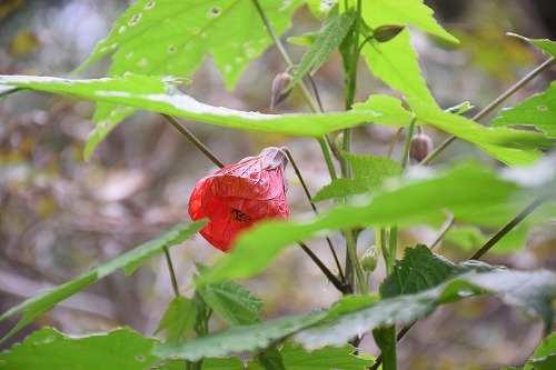 f0343750_21343497.jpg