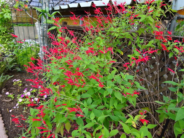 a0241761_12240148.jpg