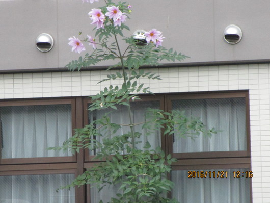 a0055866_11332372.jpg