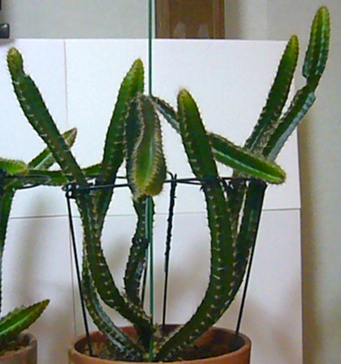 b0025169_00003788.jpg