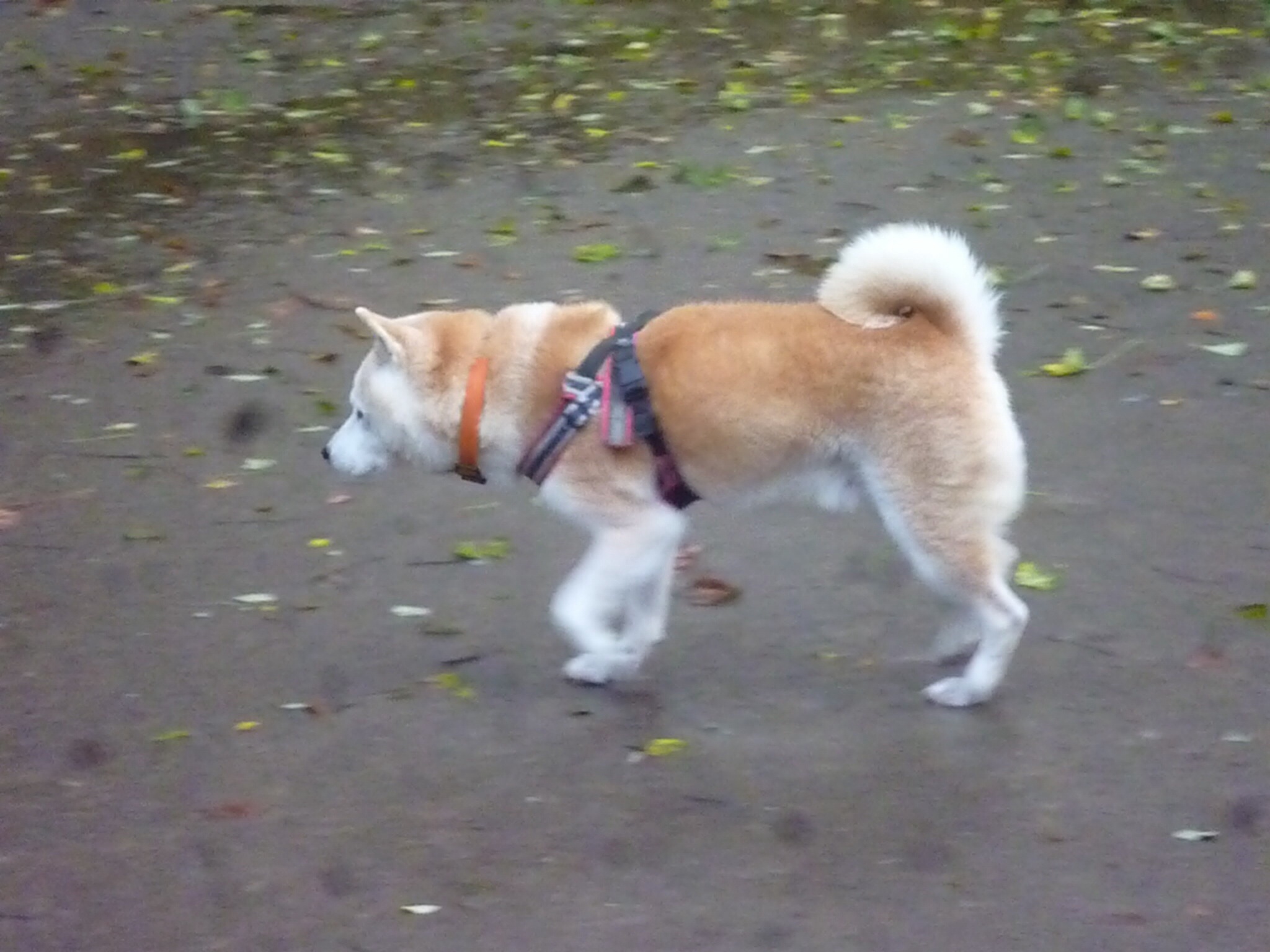 c0123890_1938310.jpg