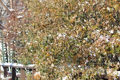 f0325309_10163759.jpg