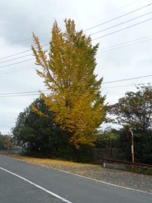 f0111015_15113301.jpg
