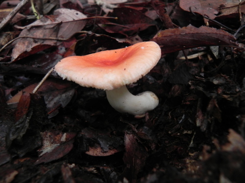 e0352220_23465720.jpg