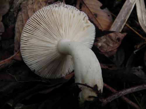 e0352220_23472931.jpg