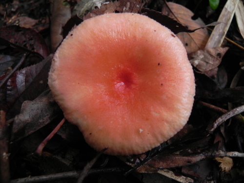 e0352220_23475074.jpg