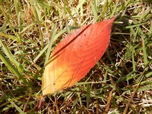 e0033229_18305313.jpg