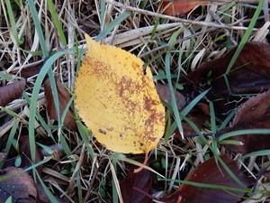 e0033229_18393778.jpg