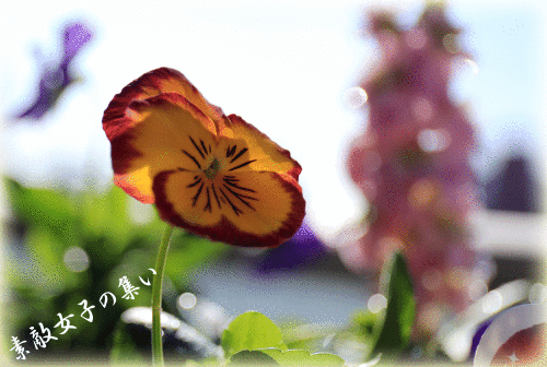 a0245136_10542388.gif