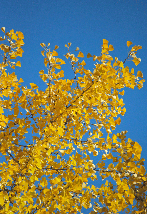 a0001354_22245896.gif
