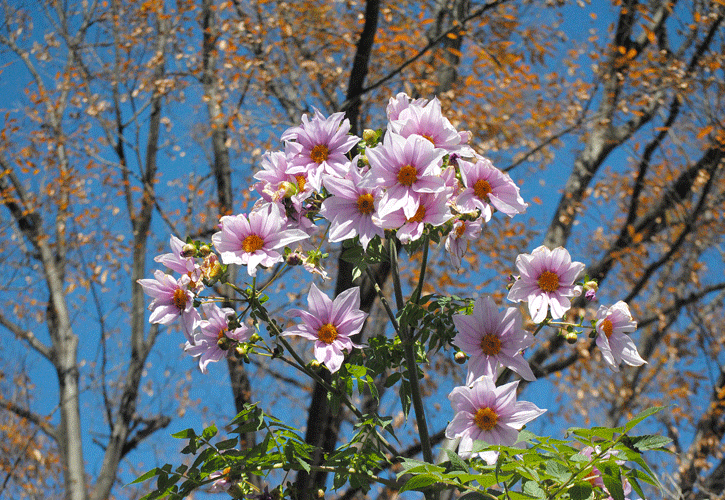 a0001354_22255672.gif