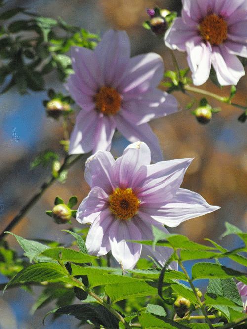 a0001354_2226489.gif