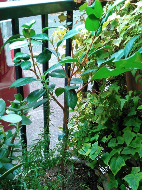 c0162773_00480937.jpg