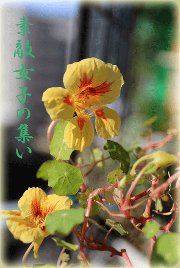 a0245136_12012570.gif