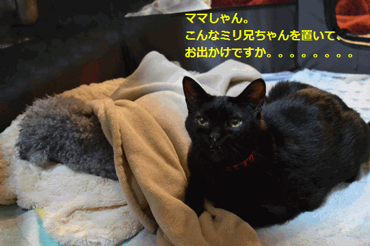 c0136736_16245343.gif