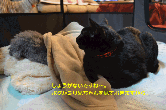 c0136736_16250799.gif