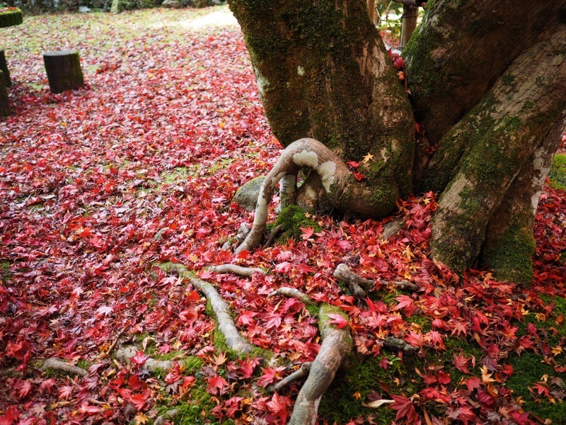f0169147_20093559.jpg