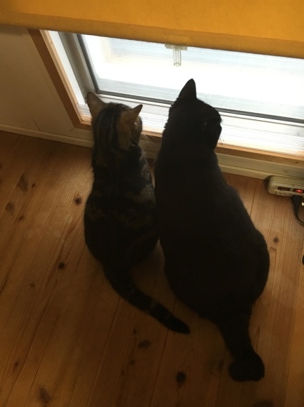 c0011300_18012209.jpeg