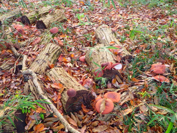 c0034029_13441097.jpg