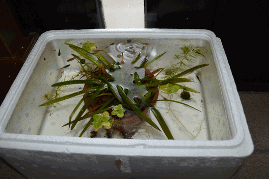 c0136736_14032452.gif