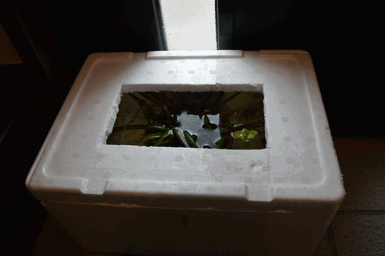 c0136736_14033933.gif