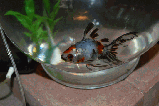c0136736_14041001.gif