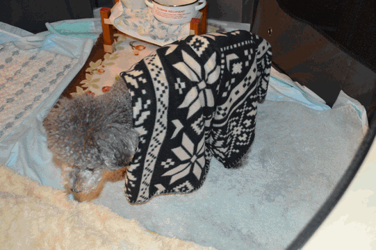 c0136736_14043327.gif