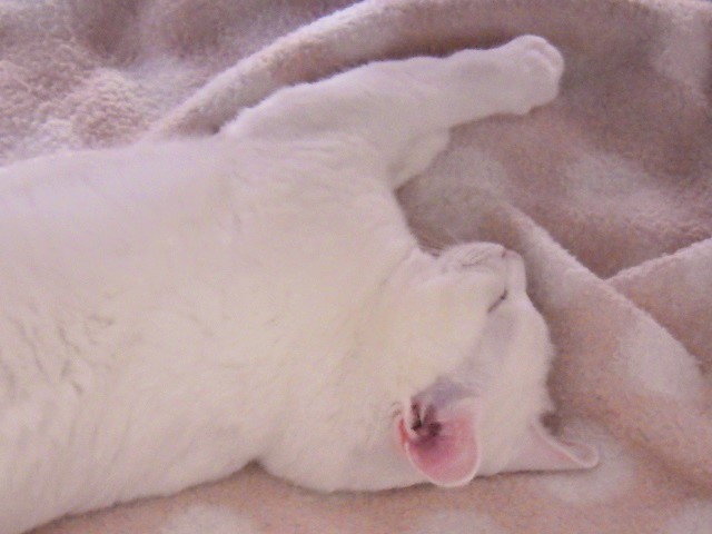 c0105569_1261543.jpg
