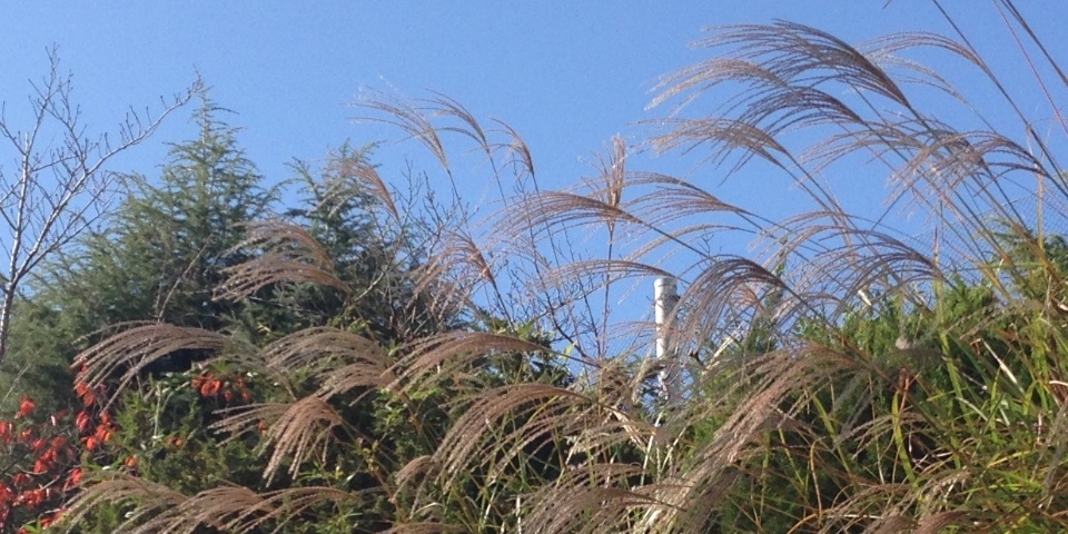 c0170789_16310255.jpg