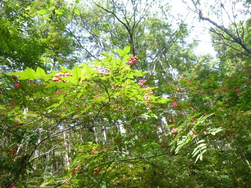 d0170615_09362305.jpg
