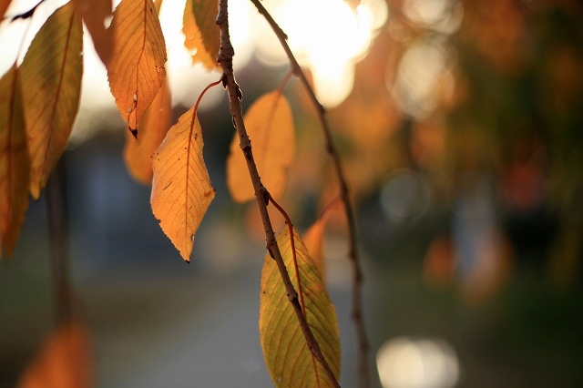 a0242438_20200991.jpg